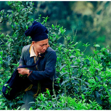 Load image into Gallery viewer, Canton - Moroccan Mint Tea