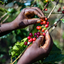 Load image into Gallery viewer, Hands picking coffee berries from a tree