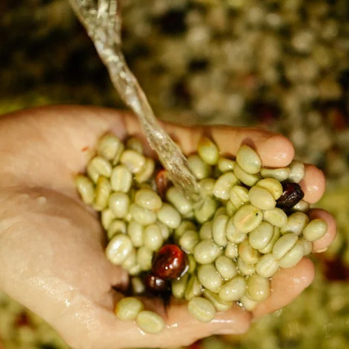 Coffee Processing Explained