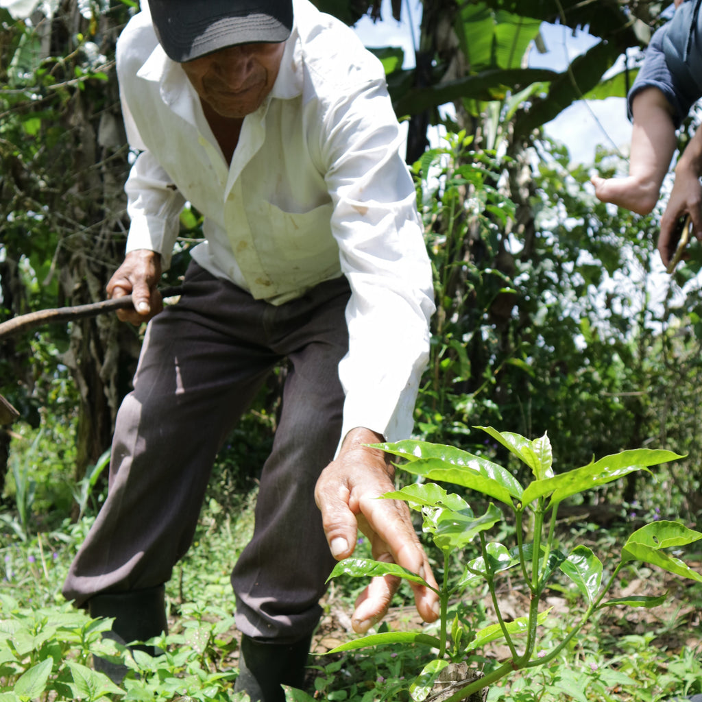 A person in a white long-sleeve shirt and dark pants bends down in a lush green outdoor garden or farm setting, reaching toward plants.