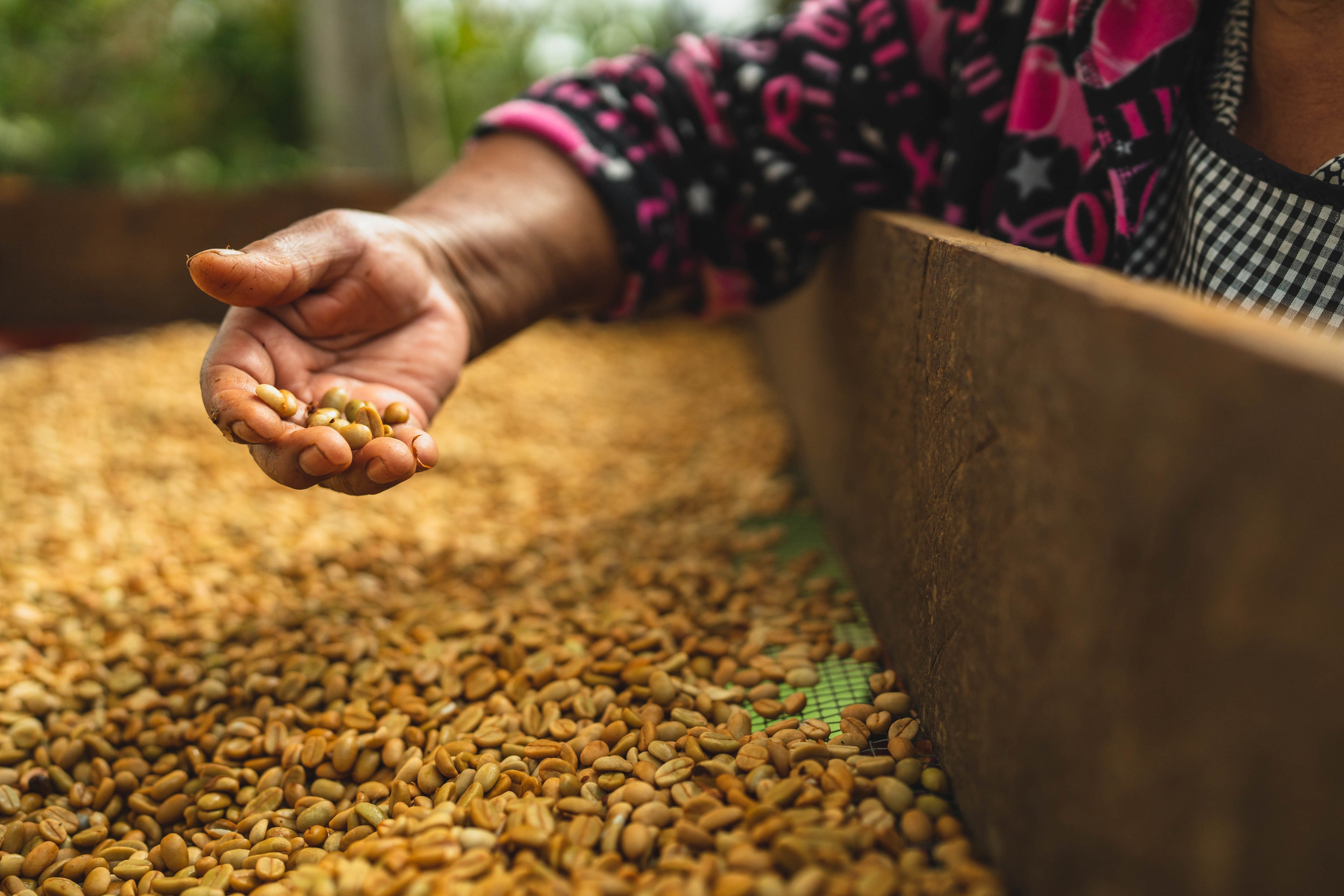 DECAF (Mexico Mountain Water Decaffeination)