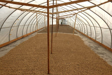 Load image into Gallery viewer, TIDE
