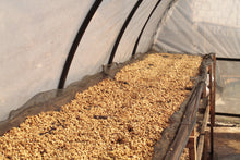 Load image into Gallery viewer, TIDE
